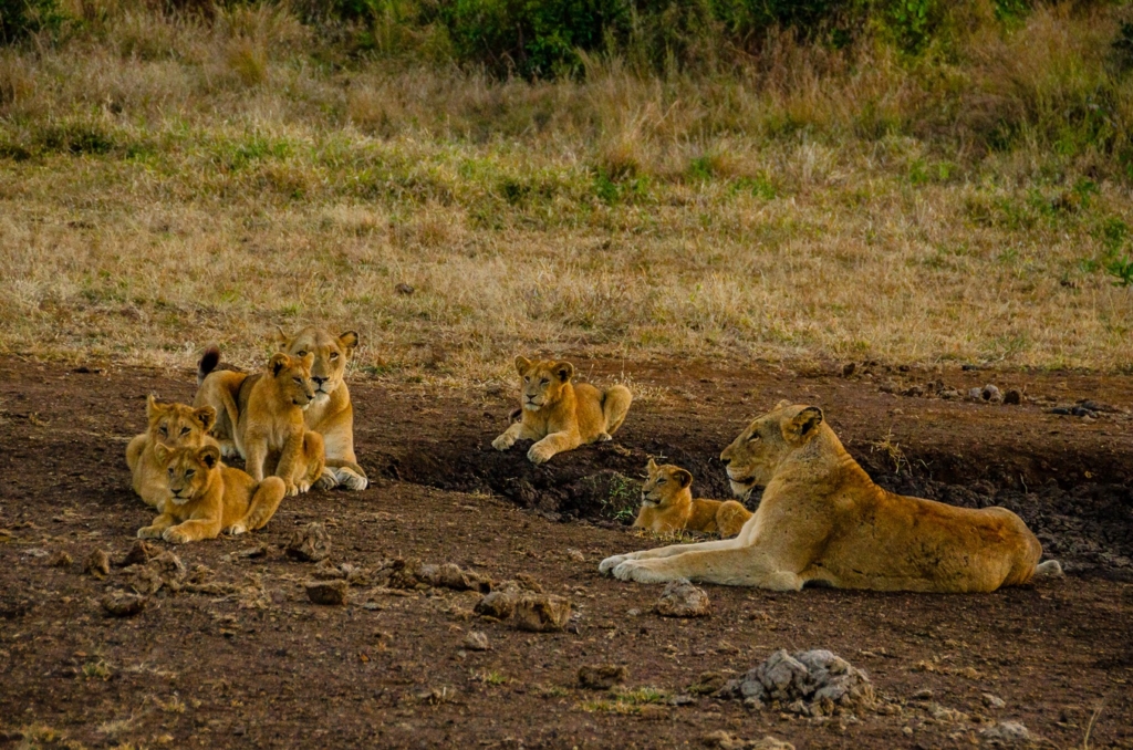 Lion Pride - Kruger Park