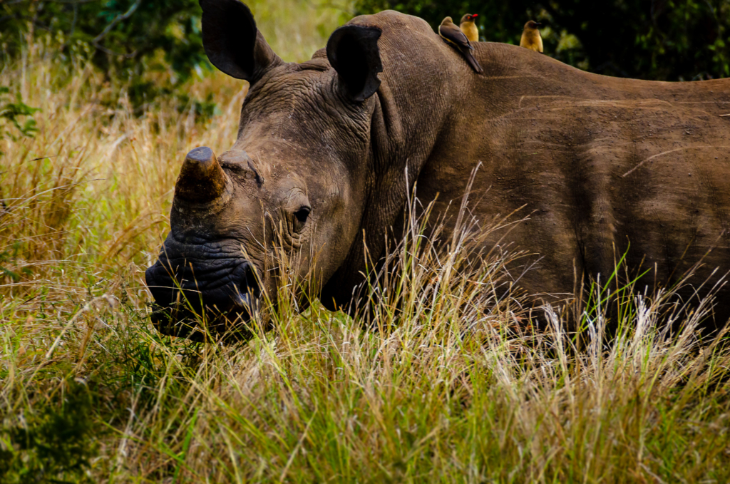 White Rhino - Kruger Park