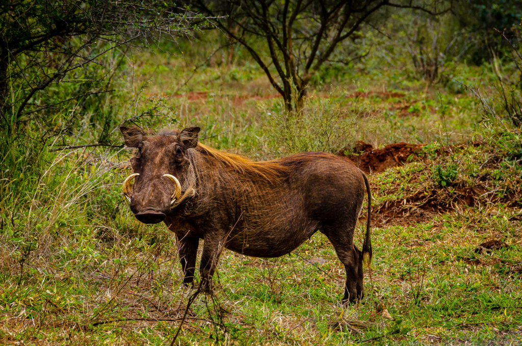 Warthog – Kruger Park