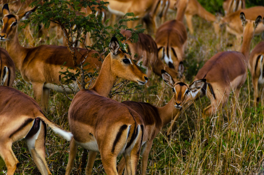 Impalas – Kruger Park