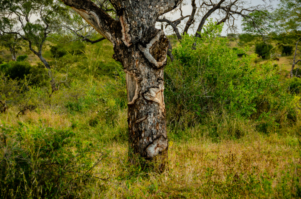 Fever Tree – Kruger Park